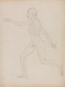 Study of the Human Figure, Lateral View, from A Comparative Anatomical Exposition of the Structure of the Human Body with that of a Tiger and a Common Fowl, 1795-1806 by George Stubbs