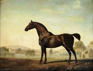 Sweetwilliam, a Bay Racehorse, in a Paddock