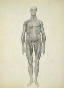 The Human Figure, anterior view, from the series 