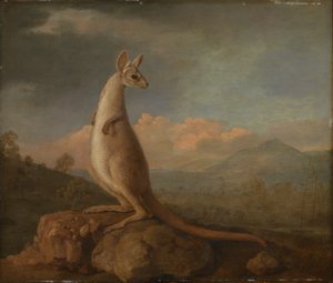 The Kongouro from New Holland (Kangaroo)