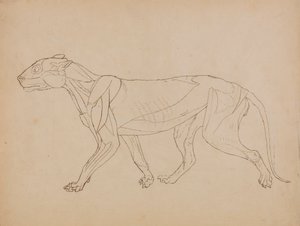 Tiger Body, Lateral View