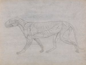 Tiger Body, Lateral View