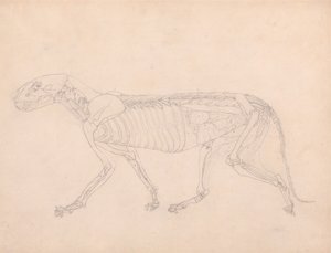 Tiger Body, Lateral View by George Stubbs