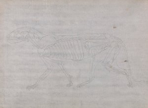 Tiger Body, Lateral View by George Stubbs
