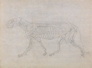 Tiger Body, Lateral View by George Stubbs