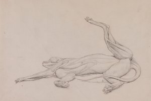 Tiger, Recumbent, Viewed Ventrally by George Stubbs
