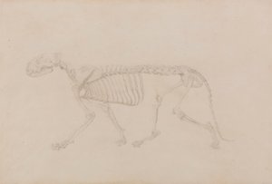 Tiger Skeleton, Lateral View by George Stubbs