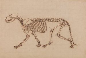 Tiger Skeleton, Lateral View by George Stubbs