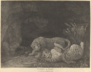 Tigers at Play
