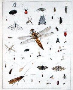 Various Insects, Plate III from 