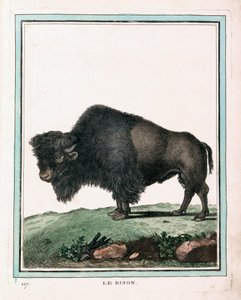 Antique Print of American Buffalo by Georges Louis Leclerc