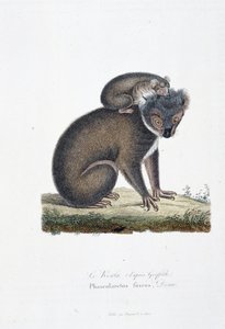 Natural History Plate: Zoological board representing Koala (after Griffith), Phascolarctos Fuscus - in 