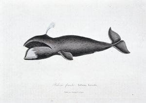 Natural History Plate: Zoological board representing the right whale, Balaena borealis - in Works of Buffon by naturalist Georges Louis Leclerc, Count of Buffon by Georges Louis Leclerc