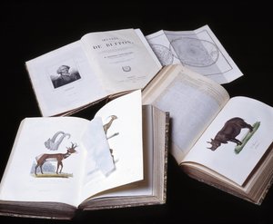 Still life of the 