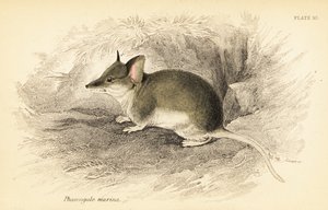 Common Dunnart, Sminthopsis Murina (engraving) by Georges Robert Waterhouse