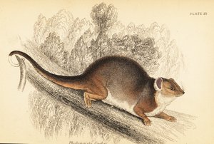 Common Ringtail Possum, Pseudocheirus peregrinus (engraving)