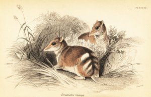 Eastern Barred Bandicoot, Perameles Gunnii by Georges Robert Waterhouse