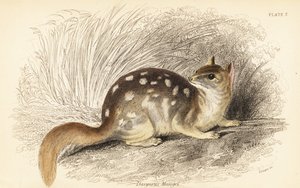 Eastern Quoll, Dasyurus viverrinus. Endangered