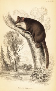 Feathertail Glider, Acrobates pygmaeus (engraving) by Georges Robert Waterhouse
