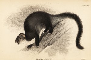 Greater Glider, Petauroides volans, 1841 (engraving)