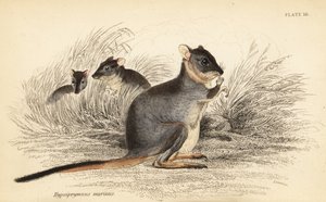 Long-Footed Potoroo, Potorous Longipes (Vulnerable, 1841) by Georges Robert Waterhouse