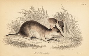Long-Nosed Bandicoot, Perameles nasuta (engraving)