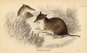 Southern Brown Bandicoot, Isoodon Obesulus (Endangered, 1841)