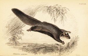 Squirrel Glider, Petaurus norfolcensis, 1841 (engraving) by Georges Robert Waterhouse