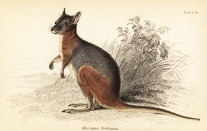 Tammar Wallaby, Macropus eugenii (engraving)