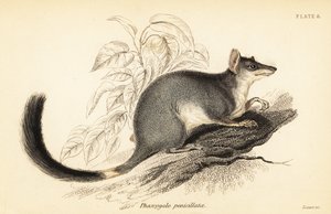 Tuan or common wambenger, Phascogale tapoatafa, 1841