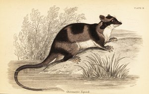 Water Opossum or Yapok, Chironectes Minimus by Georges Robert Waterhouse