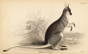 Whiptail wallaby, Macropus parryi (1841)