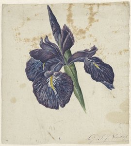 Iris by Georgius Jacobus Johannes van Os