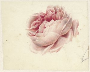 Red Rose by Georgius Jacobus Johannes van Os