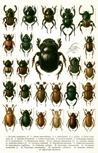 Antique Print of Varieties of European Beetles, c.1910 by Georgiy Jacobson
