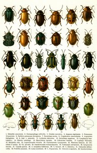 Antique Print of Varieties of European Beetles, c.1910 by Georgiy Jacobson
