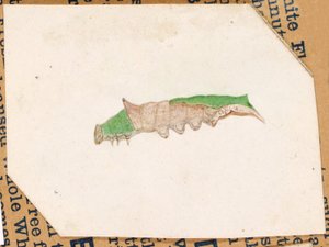 Oak Leaf Edge Caterpillar