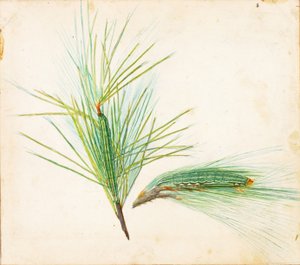 Pine-Tuft Caterpillar, study for book Concealing Coloration in the Animal Kingdom