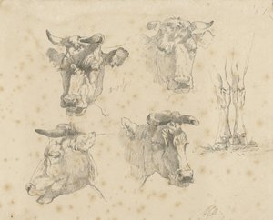 Study Sheet with Four Cow Heads and the Legs of a Cow by Gerard Bilders