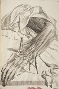 Anatomia Humani Corporis by Govard Bidloo by Gerard de Lairesse