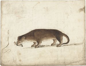 Otter with a Fish in Its Mouth