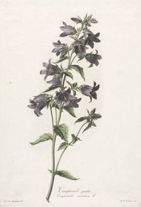 Flowers Drawn from Nature: Bellflower