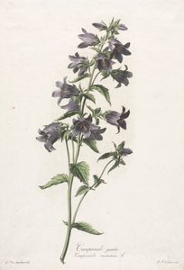 Flowers drawn from nature: Bellflower, c. 1800