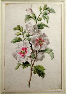 Hollyhocks
