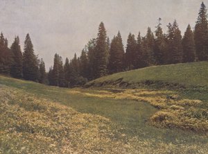 Meadow on the Feldberg, Black Forest, Germany by German Photographer