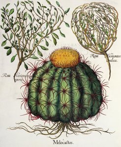 Melocactus and Roses, from the Hortus Eystettensis by Basil Besler, pub. 1613 by German School