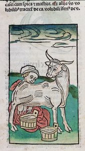 A Maid Milking a Cow, 1491 by German School