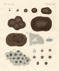 About the Organisation, Kind of Reproduction and the Building of Truffles by German School
