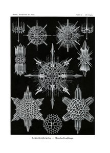 Acanthophracta by German School