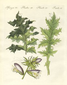 Acanthus plants
